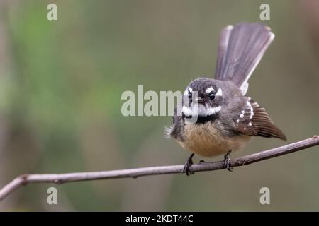 Queue grise (Rhipidura albiscapa), parc national de Lane Cove, Sydney Banque D'Images