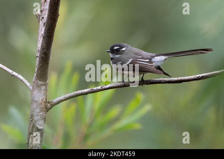 Queue grise (Rhipidura albiscapa), parc national de Lane Cove, Sydney Banque D'Images