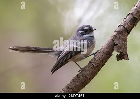 Queue grise (Rhipidura albiscapa), parc national de Lane Cove, Sydney Banque D'Images