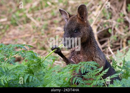 Swamp Wallaby, Tower Hill, Victoria Banque D'Images