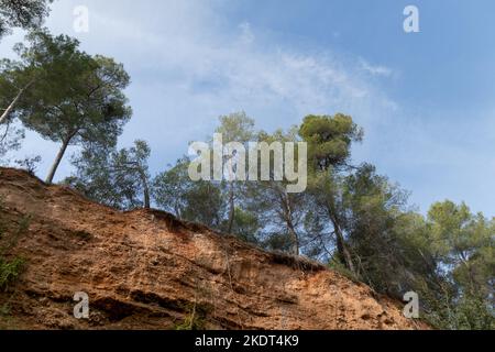 Arbres sur le bord d'un ravin de sable leurs racines sortent du sol Banque D'Images