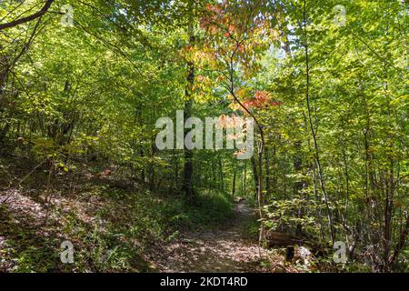 Randonnée dans la piste sam's Loop Trail à Arkansas Banque D'Images