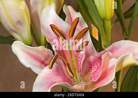 Lilium 'Stargazer', ou Stargazer Lily, dans un bouquet de lys. Banque D'Images