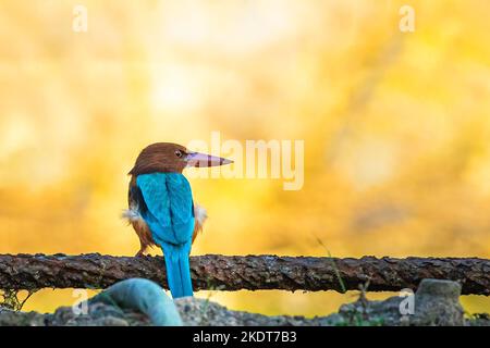 Un Kingfisher à gorge blanche qui regarde de côté sur un étang Banque D'Images