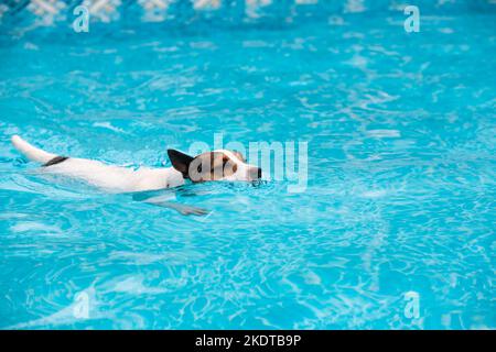 Nage avec les chiens dans la piscine extérieure Banque D'Images