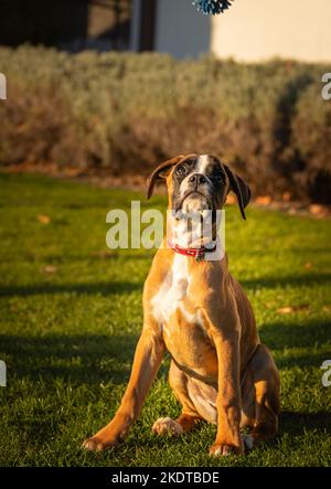 Magnifique Boxer Dog assis dans une herbe d'automne colorée. Banque D'Images