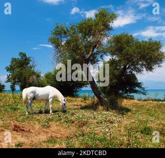 Une oliveraie avec un cheval de pâturage dans la station Ionienne de Roda sur l'île de Corfou en Grèce. Banque D'Images