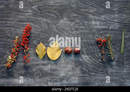 Attention sélective douce sur la composition automnale des châtaignes, des feuilles jaunes, des baies de barylles rouges et de la branche d'arbre de Noël sur une surface en bois sombre. Matériaux pour produits faits à la main. Copier l'espace Banque D'Images