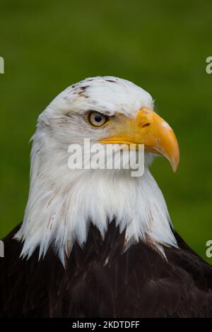 L'aigle chauve américain Banque D'Images