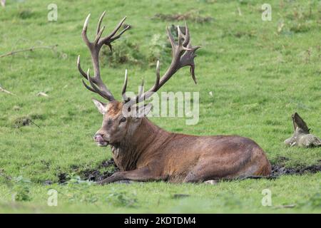 Red deer Banque D'Images