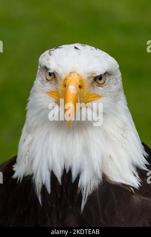 L'aigle chauve américain Banque D'Images