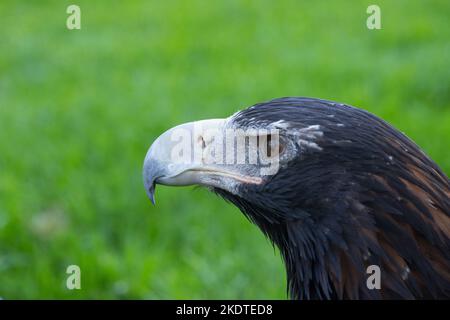 eaglehawk Banque D'Images