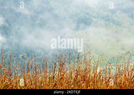 Des herbes avec des gouttes de rosée au début de la matinée brumeuse sur le fond de la vallée des montagnes Tatra Banque D'Images