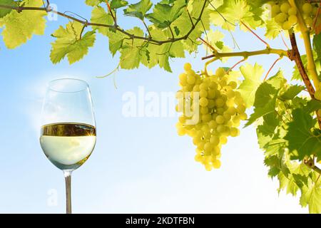 vigne et feuilles de raisin contre ciel bleu Banque D'Images