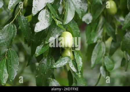 After the rain the elaborated on the tree Stock Photo