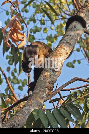 Guianan Brown Capuchin (Sapajus apella apella) adulte debout sur la branche Alta Floresta, Brésil. Juillet Banque D'Images