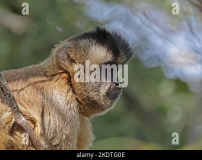 Guianan Brown Capuchin (Sapajus apella apella) gros plan de l'adulte assis sur la branche Pantanal, Brésil. Juillet Banque D'Images