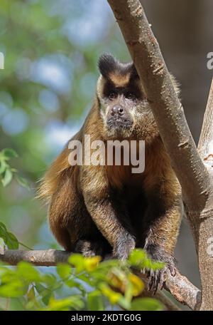 Guianan Brown Capuchin (Sapajus apella apella) adulte assis sur la branche Pantanal, Brésil. Juillet Banque D'Images