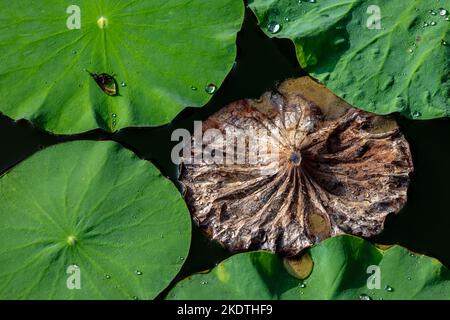 Le nouveau campus du comté de henan huaxian bénéficie de la première école secondaire, parc aquatique, le lotus dans l'étang de lotus feuille de lotus Banque D'Images