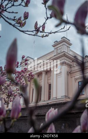 Le bâtiment universitaire de Lund est entouré de magnolias roses en fleurs au printemps en Suède Banque D'Images