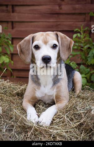 couché de Beagle Banque D'Images