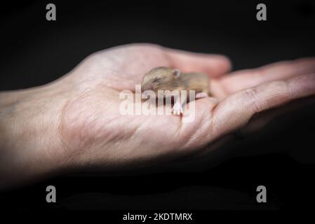 Cambells nain hamster de 8 jours Banque D'Images