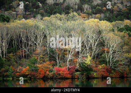 Le paysage de la belle automne laisse au Japon le paysage de Nikko Yunoko comme un tableau Banque D'Images