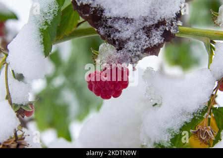 Branche avec framboises rouges mûres recouvertes de première neige à la fin de l'automne dans le jardin Banque D'Images