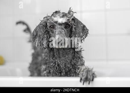 Caniche Royal dans une baignoire Banque D'Images