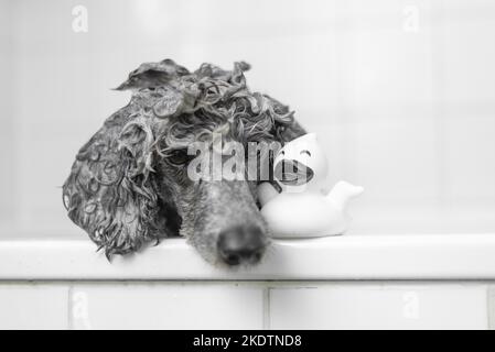 Caniche Royal dans une baignoire Banque D'Images