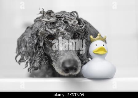 Caniche Royal dans une baignoire Banque D'Images