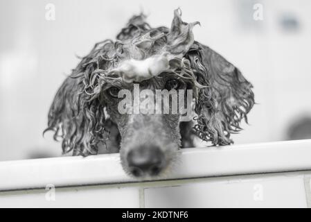 Caniche Royal dans une baignoire Banque D'Images