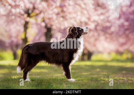 Berger Australien Miniature permanent Banque D'Images