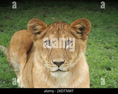 Un seul adolescent focalisé Lion cub (Panthera leo), qui est à l'avant-garde de Masai Mara, au Kenya, en Afrique Banque D'Images