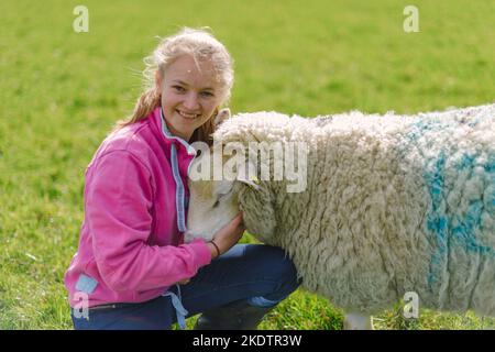 Une jeune fille a vu en photo avec un mouton très laineux dans un champ sur une ferme Banque D'Images