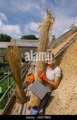 Photo de Jim Wileman - Jane Rush, photographiée à Lower Jurston Farm, près de Chagford, Devon. Jane est en branchant son propre toit. Banque D'Images