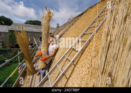 Photo de Jim Wileman - Jane Rush, photographiée à Lower Jurston Farm, près de Chagford, Devon. Jane est en branchant son propre toit. Banque D'Images