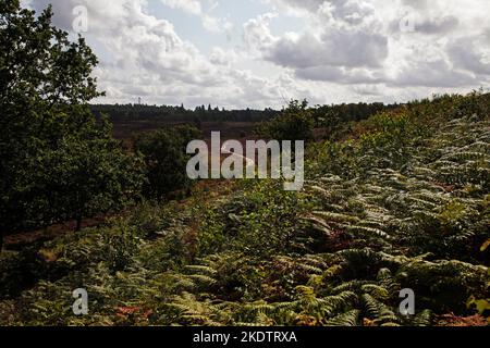 Sentier à travers la lande et saumâtre Pterdium aquiinum, réserve naturelle nationale de Dersingham Bog, Sandringham Royal Estate, Norfolk, Angleterre, Royaume-Uni, De Banque D'Images