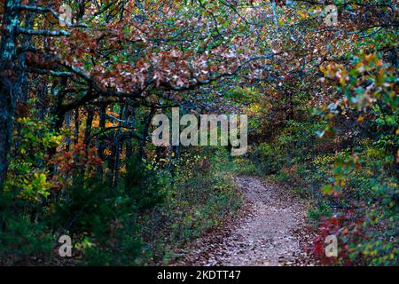 Arbres changeant de couleur en automne dans la forêt le long de la piste de Big Bluff Goat Trail dans les montagnes Ozark. Banque D'Images