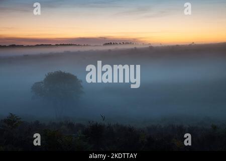 Lever de soleil au-dessus du fond de Broomy et de la plaine d'Ocknell avec brume matinale, parc national de New Forest, Hampshire, Angleterre, Royaume-Uni, septembre 2018 Banque D'Images