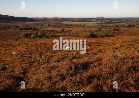 Paître des poneys sur la lande avec le fond de Latchmore au-delà, New Forest National Park, Hampshire, Angleterre, Royaume-Uni, septembre 2018 Banque D'Images