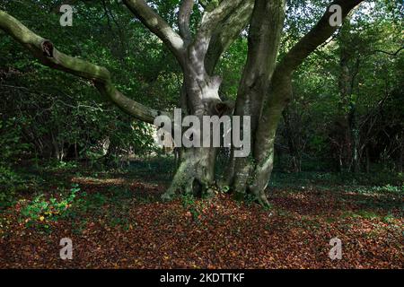 Sentier public menant à la réserve naturelle nationale de Beacon Hill avec bois de hêtre, Hampshire, Angleterre, Royaume-Uni, octobre 2018 Banque D'Images