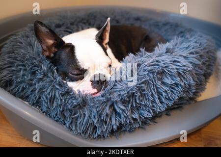 Le chien du Boston Terrier dormait dans un lit rond doux à l'intérieur d'un lit en plastique. Sa langue dépasse légèrement Banque D'Images