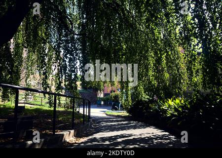 Chemin à l'ombre sous un hêtre dans un parc Banque D'Images