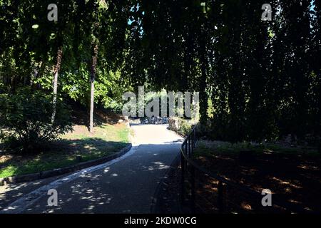 Chemin à l'ombre sous un hêtre dans un parc Banque D'Images