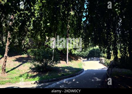 Chemin à l'ombre sous un hêtre dans un parc Banque D'Images