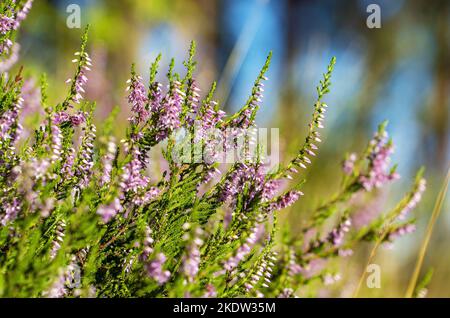 Bruyère en fleur dans une clairière dans une forêt de pins. Banque D'Images