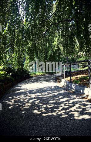 Chemin à l'ombre sous un hêtre dans un parc Banque D'Images