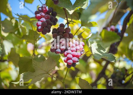 Bouquet de raisins Isabella sur la vigne dans le jardin de Tbilissi, Géorgie Banque D'Images