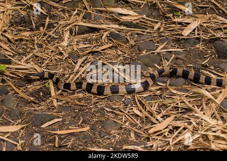 Serpent krait à bandes, Bungarus fasciatus, serpent très venimeux dans la nature Banque D'Images